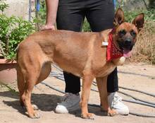 CARMELA, Hund, Mischlingshund in Spanien - Bild 2