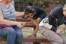 HERA, Hund, Deutscher Schäferhund-Mix in Rumänien - Bild 5