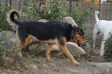 HERA, Hund, Deutscher Schäferhund-Mix in Rumänien - Bild 7