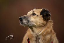 BINA, Hund, Mischlingshund in Köln - Bild 6