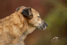 BINA, Hund, Mischlingshund in Köln - Bild 7