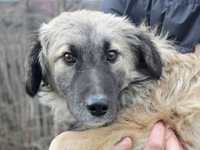 KAIAFA, Hund, Mischlingshund in Rumänien - Bild 1