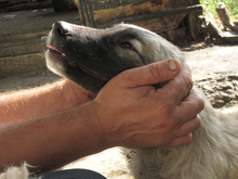 KAIAFA, Hund, Mischlingshund in Rumänien - Bild 10