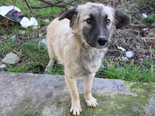 KAIAFA, Hund, Mischlingshund in Rumänien - Bild 2