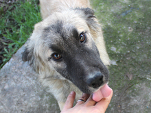 KAIAFA, Hund, Mischlingshund in Rumänien - Bild 3