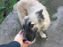 KAIAFA, Hund, Mischlingshund in Rumänien - Bild 4