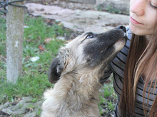 KAIAFA, Hund, Mischlingshund in Rumänien - Bild 5
