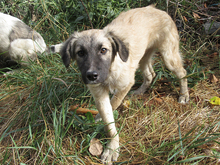 KAIAFA, Hund, Mischlingshund in Rumänien - Bild 6