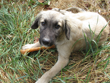 KAIAFA, Hund, Mischlingshund in Rumänien - Bild 8