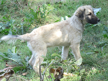 KAIAFA, Hund, Mischlingshund in Rumänien - Bild 9