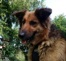 FLORA, Hund, Mischlingshund in Ratingen - Bild 3