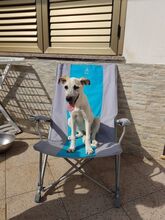 MARINELLA, Hund, Mischlingshund in Simmerath - Bild 10