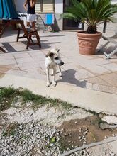 MARINELLA, Hund, Mischlingshund in Simmerath - Bild 13
