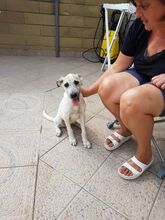 MARINELLA, Hund, Mischlingshund in Simmerath - Bild 4