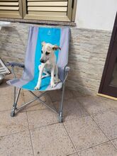 MARINELLA, Hund, Mischlingshund in Simmerath - Bild 6