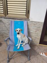 MARINELLA, Hund, Mischlingshund in Simmerath - Bild 7