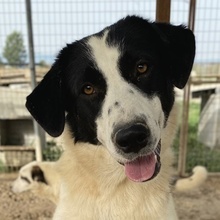 ROWAN, Hund, Mischlingshund in Griechenland - Bild 1