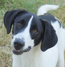 ROWAN, Hund, Mischlingshund in Griechenland - Bild 12