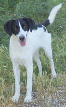 ROWAN, Hund, Mischlingshund in Griechenland - Bild 14