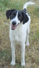 ROWAN, Hund, Mischlingshund in Griechenland - Bild 15