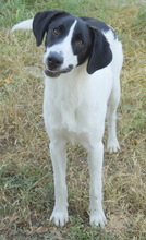 ROWAN, Hund, Mischlingshund in Griechenland - Bild 8
