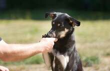 BELLA, Hund, Mischlingshund in Weeze - Bild 11