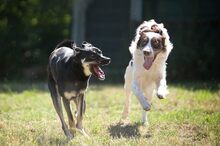 BELLA, Hund, Mischlingshund in Weeze - Bild 12