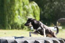 BELLA, Hund, Mischlingshund in Weeze - Bild 13