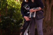 BELLA, Hund, Mischlingshund in Mengkofen - Bild 15