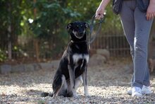 BELLA, Hund, Mischlingshund in Weeze - Bild 16