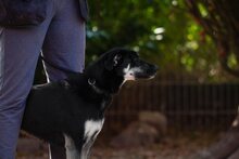 BELLA, Hund, Mischlingshund in Weeze - Bild 17