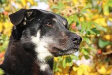 BELLA, Hund, Mischlingshund in Mengkofen - Bild 20