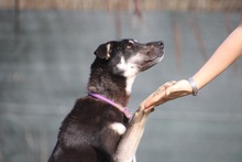 BELLA, Hund, Mischlingshund in Mengkofen - Bild 23