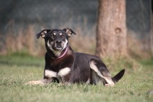 BELLA, Hund, Mischlingshund in Mengkofen - Bild 25