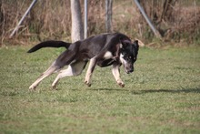 BELLA, Hund, Mischlingshund in Mengkofen - Bild 26