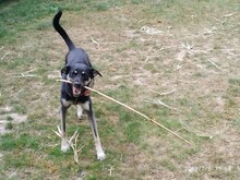 BELLA, Hund, Mischlingshund in Weeze - Bild 5