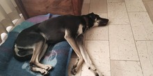 BELLA, Hund, Mischlingshund in Mengkofen - Bild 6
