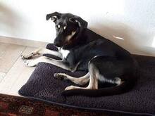 BELLA, Hund, Mischlingshund in Mengkofen - Bild 7