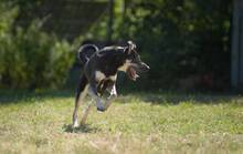 BELLA, Hund, Mischlingshund in Mengkofen - Bild 9
