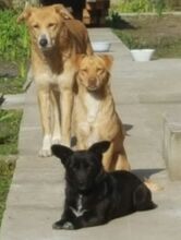 ARISTOTEL, Hund, Mischlingshund in Rumänien - Bild 1