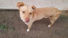 ARISTOTEL, Hund, Mischlingshund in Rumänien - Bild 2