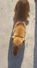 ARISTOTEL, Hund, Mischlingshund in Rumänien - Bild 4