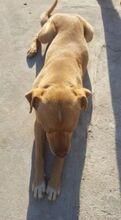 ARISTOTEL, Hund, Mischlingshund in Rumänien - Bild 5