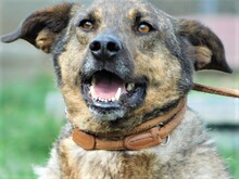 BLESS, Hund, Deutscher Schäferhund-Mix in Slowakische Republik - Bild 4