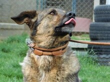 BLESS, Hund, Deutscher Schäferhund-Mix in Slowakische Republik - Bild 5