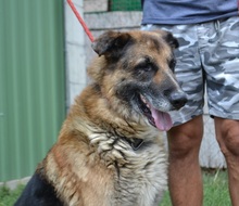 RODY, Hund, Mischlingshund in Ungarn - Bild 1