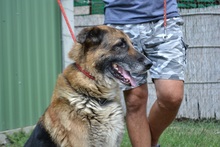RODY, Hund, Mischlingshund in Ungarn - Bild 10