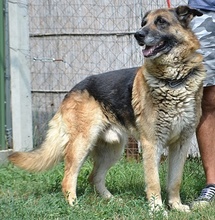 RODY, Hund, Mischlingshund in Ungarn - Bild 2