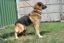 RODY, Hund, Mischlingshund in Ungarn - Bild 3