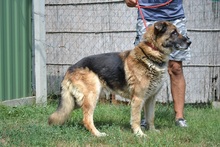 RODY, Hund, Mischlingshund in Ungarn - Bild 4